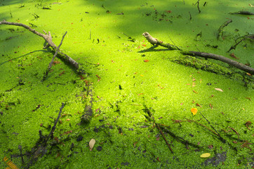 Freshness Green Duckweed