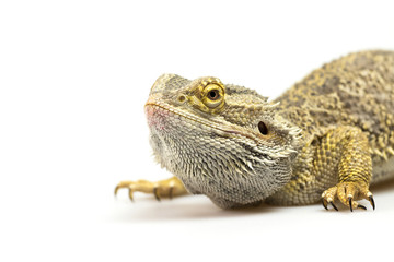Closeup side view of Agama lizard lyiing on a light background. Agama is crouching and  looking up. 
