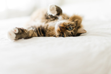 Grey cat lying on bed