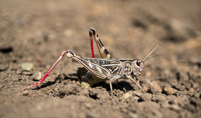 A locust is ovipositing eggs into the soil.