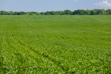 Fresh green grass on sunny field, blue sky with light white clouds