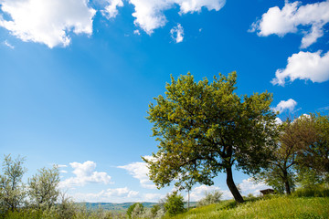 Fototapeta na wymiar Fresh green grass on sunny field, blue sky with light white clouds