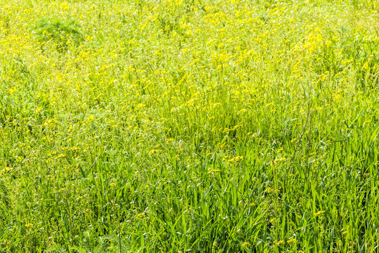 Green lawn on a sunny spring day