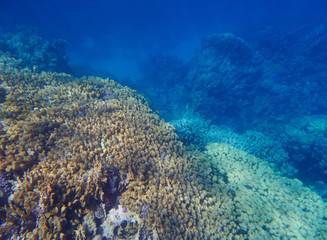coral reef