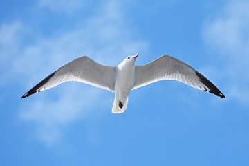 Gaviota