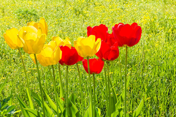 Spring tulips on a sunny green lawn, backlight