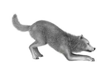 3D Rendering Polar Wolf on White