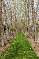Lines of Birch Trees in Garden