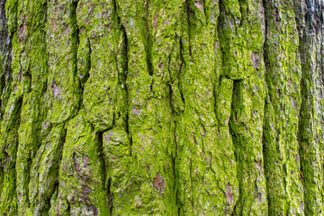 mossy tree bark 2