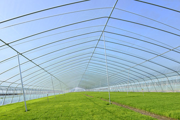 Fototapeta premium The cultivation of rice seedlings plastic greenhouses