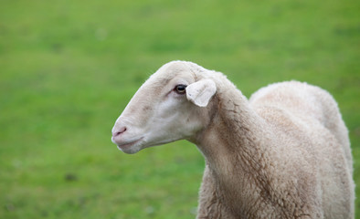 Sheep grazing on a green meadow