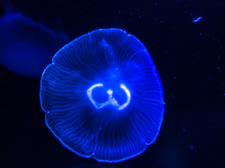 Moon Jellyfish in sea water