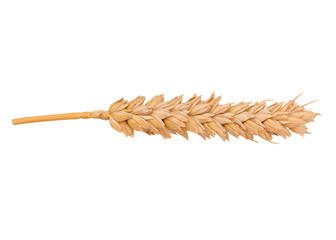 Dried Wheat Ear