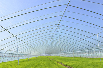 Fototapeta premium The cultivation of rice seedlings plastic greenhouses