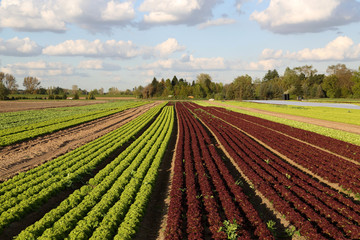 Fototapeta na wymiar agriculture landscape