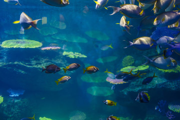 Naklejka na ściany i meble fish in the aquarium in Bangkok