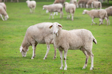 Naklejka premium Sheep grazing on a green meadow