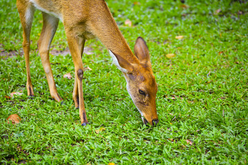 Khao Kheow Open Zoo, Eld's deer