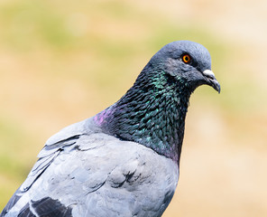 The eyes of pigeon,outstanding and beautiful background.