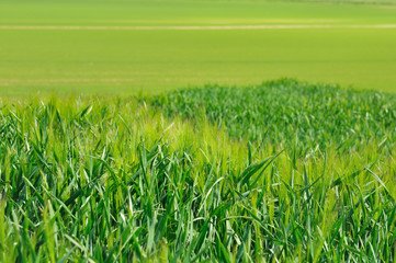 champ de céréale vert 