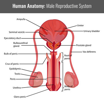 Male reproductive system detailed anatomy. Vector Medical