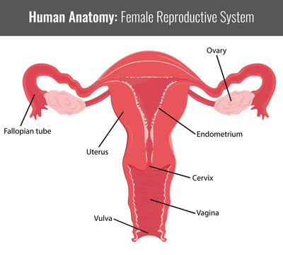Female reproductive system detailed anatomy. Vector Medical