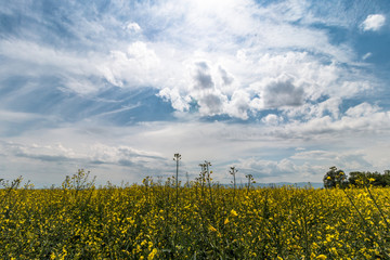 Fototapeta na wymiar landscape of rapeseed field and cloudy blue sky