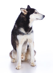 Siberian husky in studio