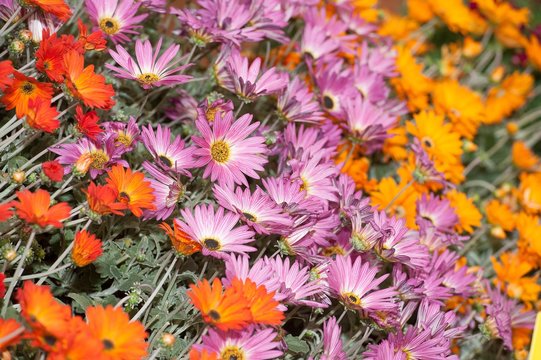 fiori