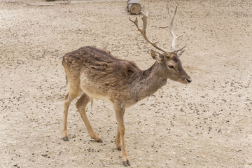 Dama dama, Fallow deer