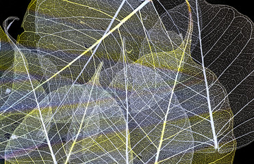 a leaf texture close up