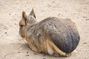 Dolichotis patagonum, Patagonian mara