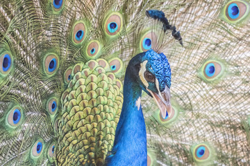 Obraz premium Pavo cristatus, Indian peafowl