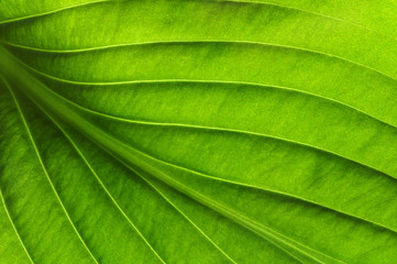  green leaf texture