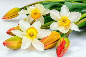 Beautiful Spring Flowers Tulips and Narcissus on White Backgroun