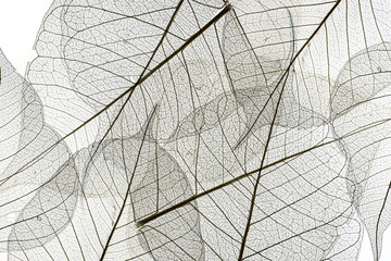 Fototapeta na wymiar a leaf texture close up