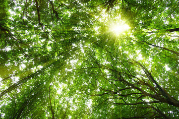 Forest with sunlight