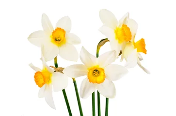 Keuken foto achterwand Beautiful Spring Flowers Narcissus on White Background  © ArtCookStudio