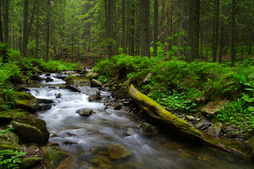 Obraz premium Stream in the wood