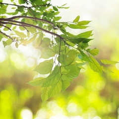 natural green background