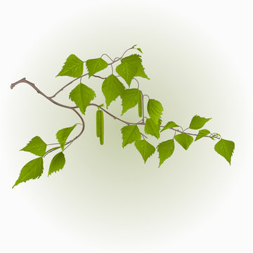 Birch twig with catkins natural background vector illustration