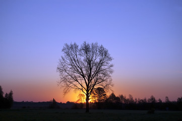 Morning sunrise behind the tree, blue sky