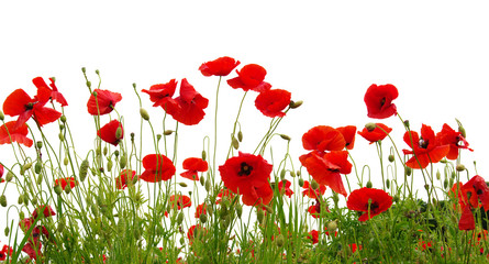Fototapeta premium red poppies on white