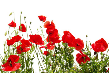 Obraz premium red poppies on white