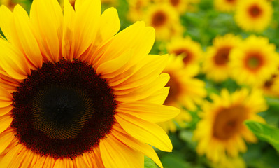 Obraz premium Close up of sunflower