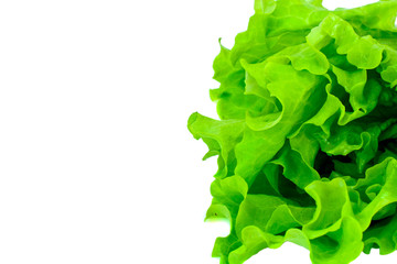 Green Fresh Lettuce