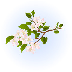 Apple tree branch with flowers  nature background vector illustration