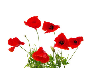 Naklejka premium red poppies on white