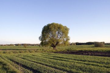 Fototapeta na wymiar Morning in the meadow, a big tree