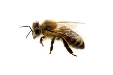 Bee on the white